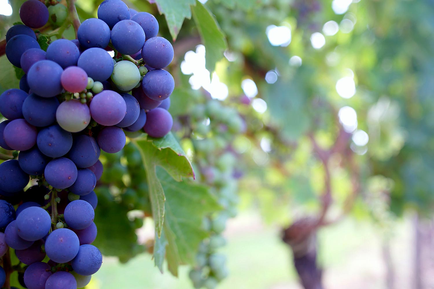 Grappe de raisin d'un terroir viticole