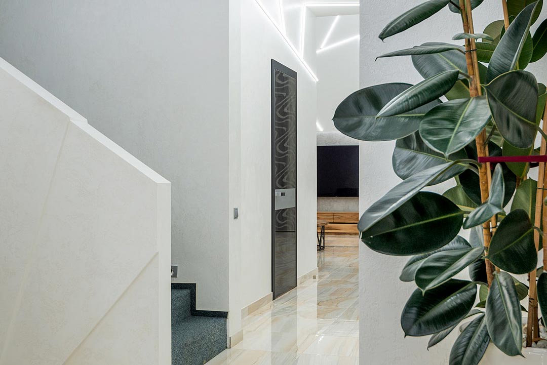 Ficus dans un appartement