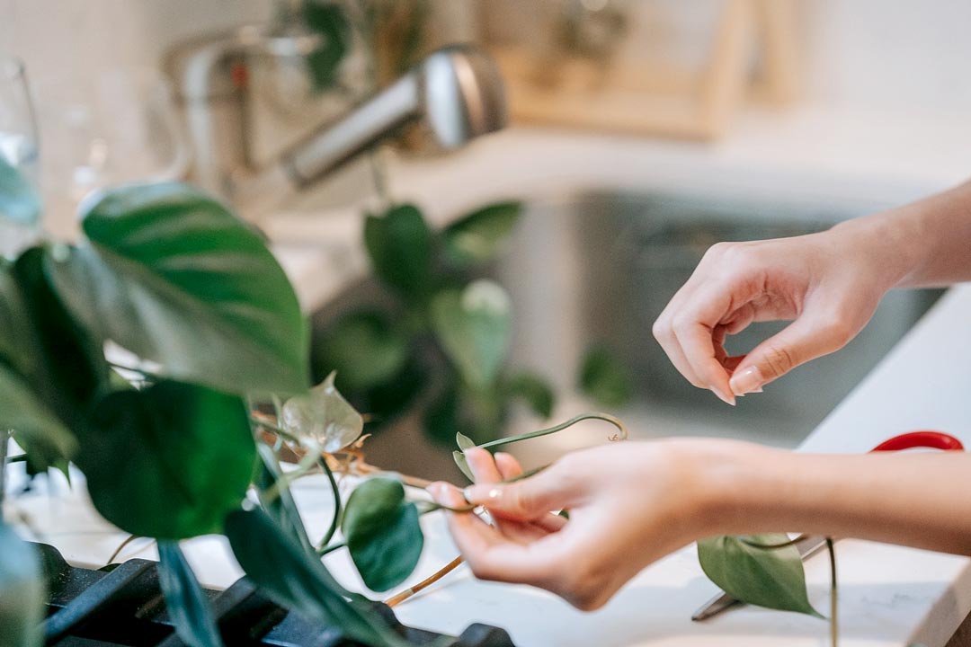 Femme et Philodendron