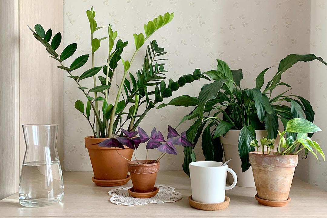 Pots de Pothos