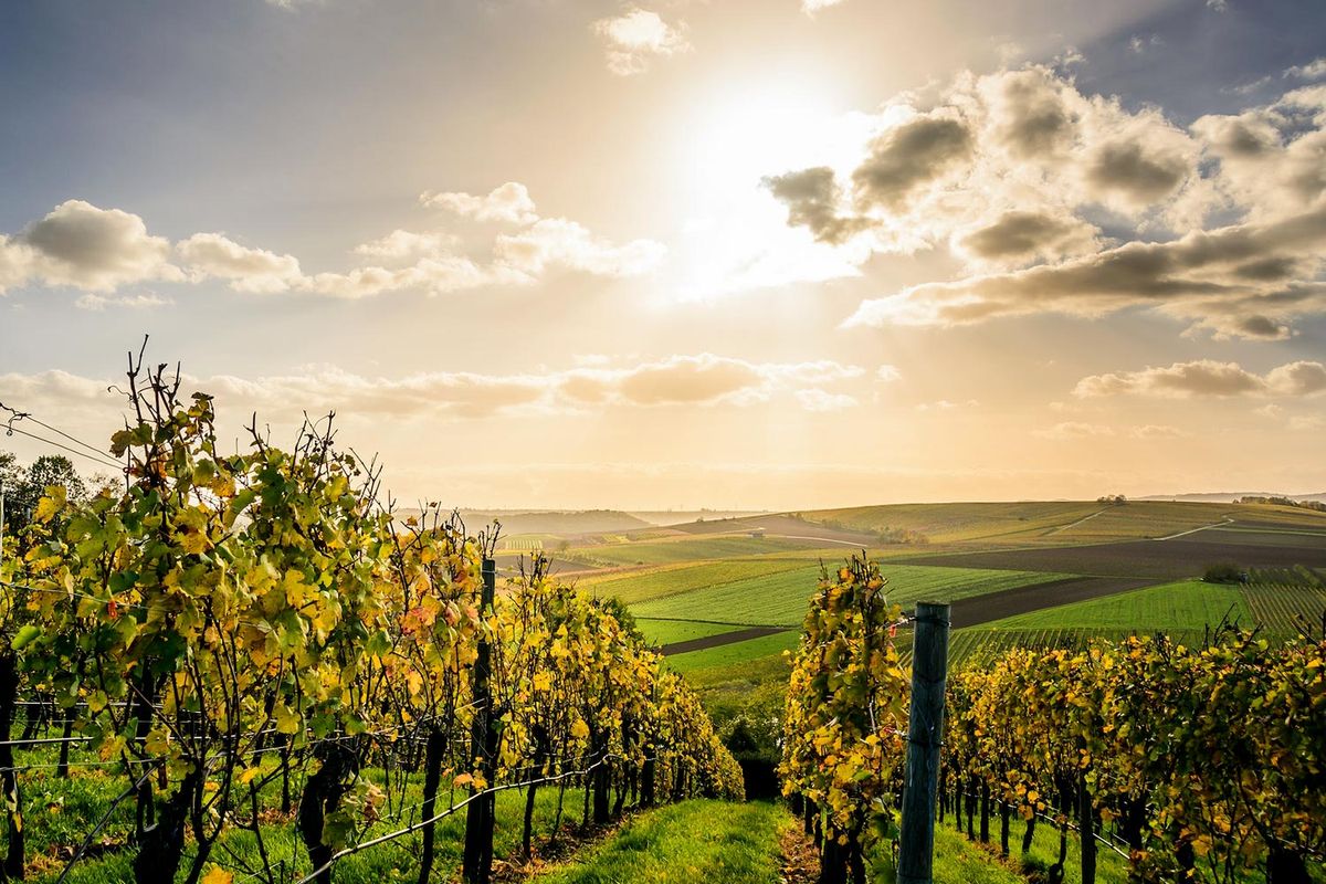 Voyage au cœur des vignobles : Découvrez les secrets viticoles les mieux gardés