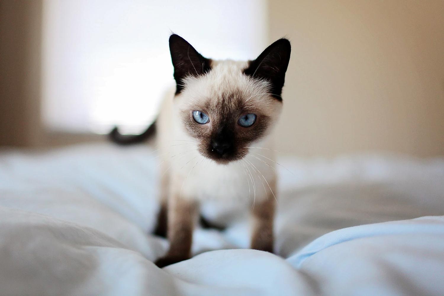 Jeune Chat siamois sur un lit