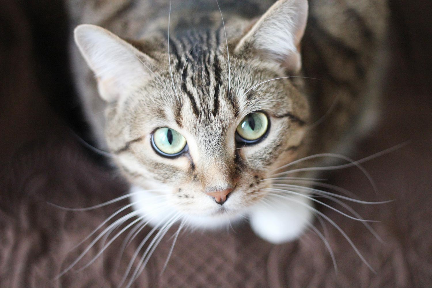 Chat Soin Santé