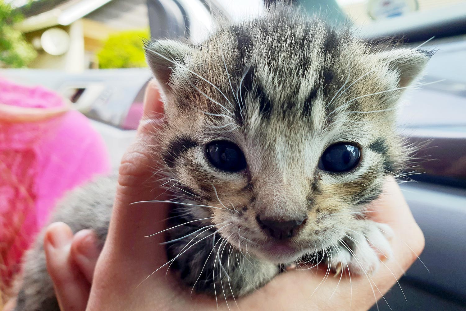 Chatons de race à vendre