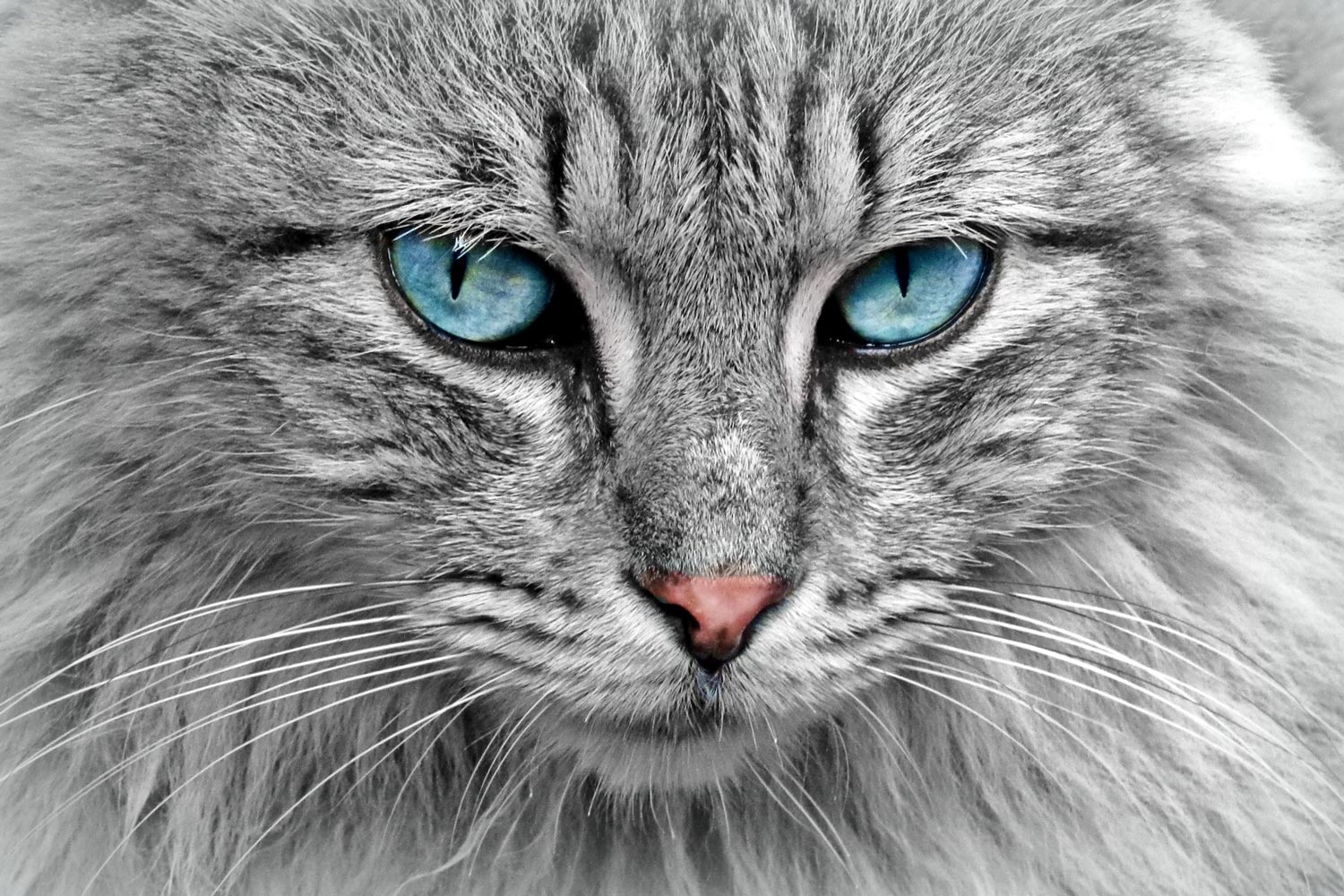 Clinique vétérinaire pour chat
